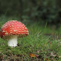 Fly Agaric 3 